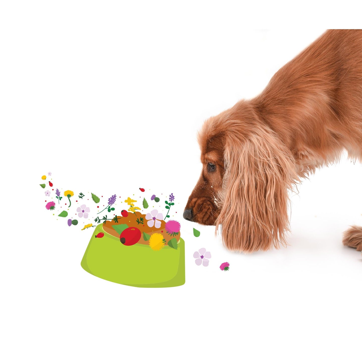 Boosterz Super Tummy Supplement for Dogs 125g