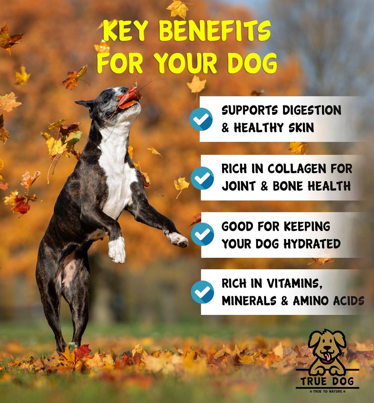 True Dog Beef Bone Broth graphic, highlighting benefits: supports digestion and skin health, high in collagen for joint & bone health, supports hydration.