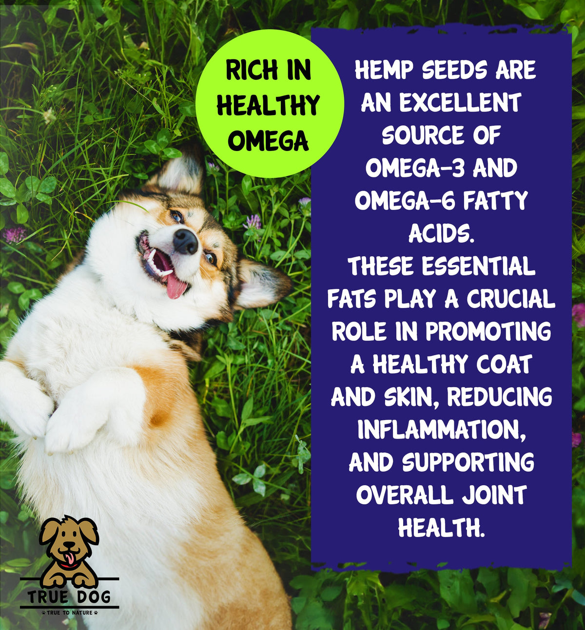 True Dog Hemp Oil graphic: Rich in Healthy Omega fatty acids to promote healthy coat and skin, reduce inflammation, and support joint health.