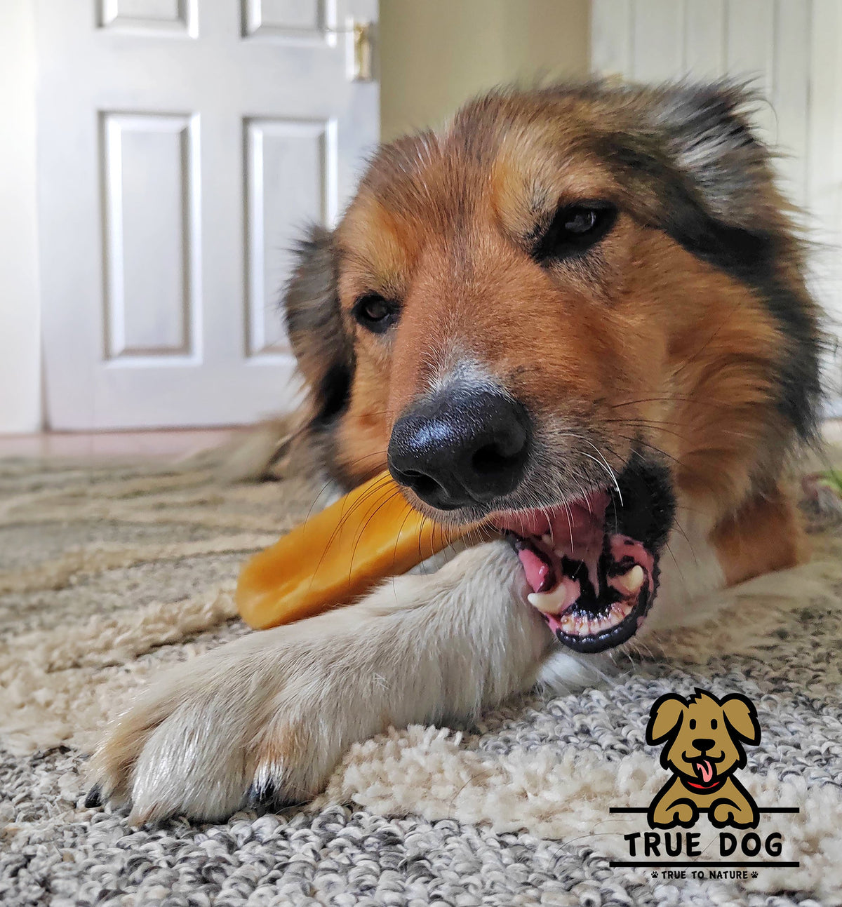 A brown and white dog chewing on a True Dog Himalayan Yak Chew.
