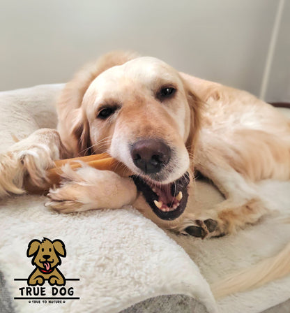 A golden retriever on a dog bed chewing a True Dog Himalayan Yak Chew.