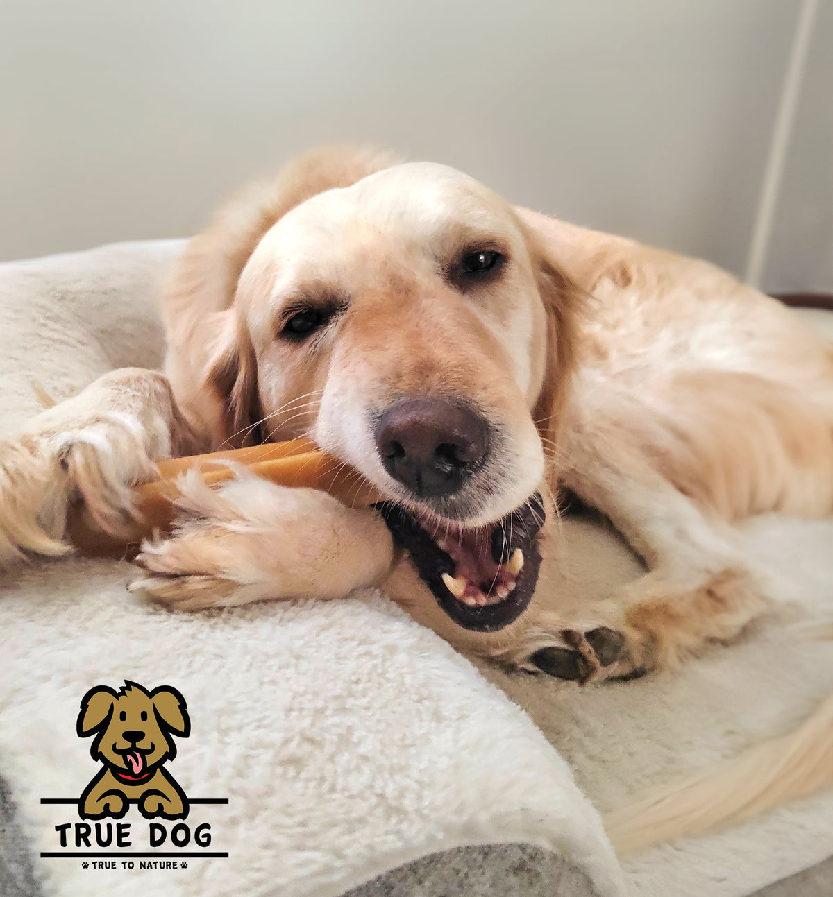 A golden retriever on a dog bed chewing a True Dog Himalayan Yak Chew.